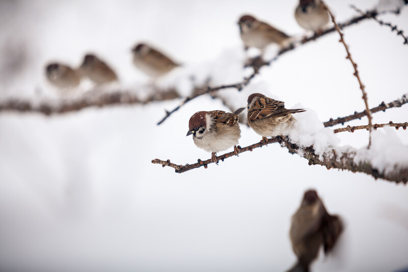 Sparrows on snow covered branches.